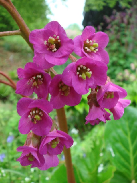 Bergenia x fleur